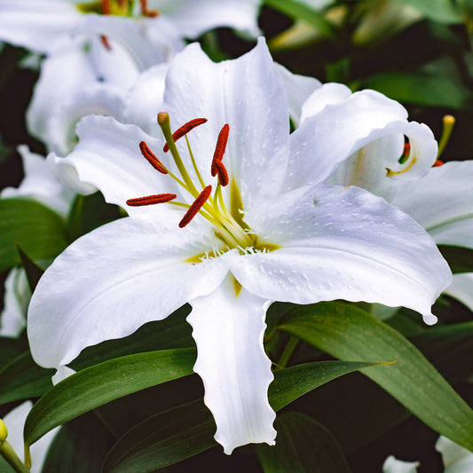 Lilium 'Casa Blanca'