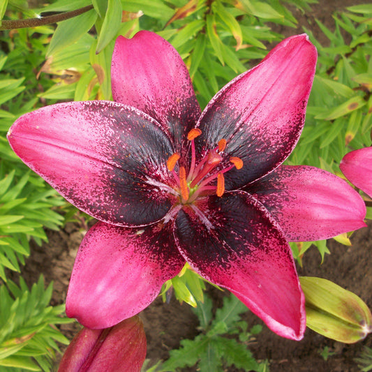 Lilium 'Purple Dream'