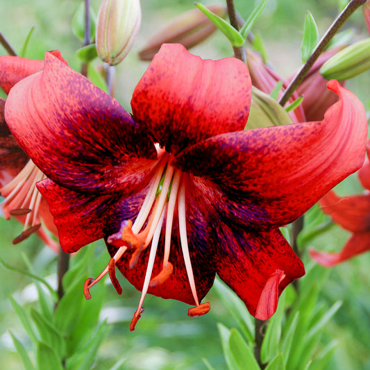 Lilium 'Strawberry Event'