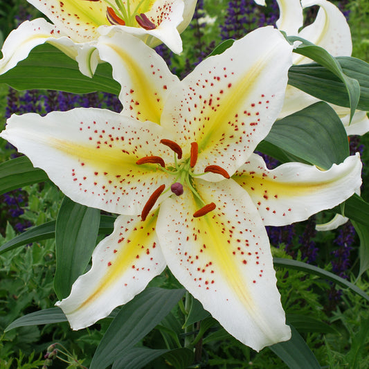 Lilium 'Tigermoon'