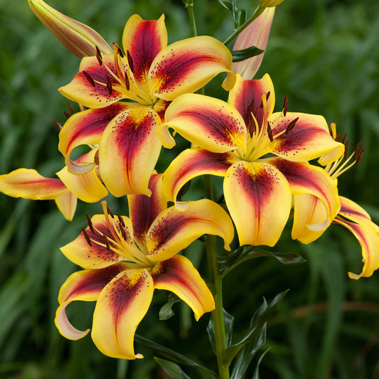 Lilium 'Viva la Vida'