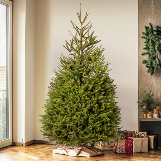 Norway Spruce Fresh Cut Christmas Tree