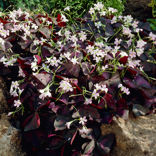 Oxalis 'Triangularis'