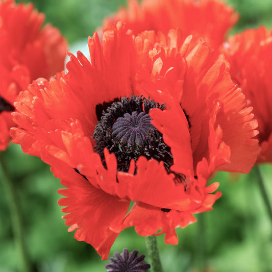 Papaver 'Turkenlouis'