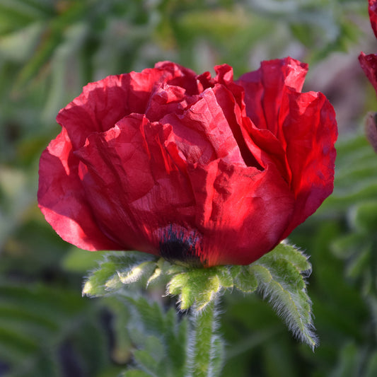 Papaver 'Waltzing Mathilde'