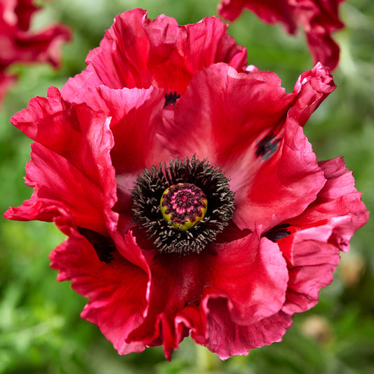 Papaver 'Red Rumble'