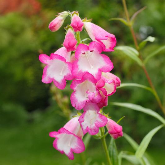 Penstemon 'Pensham Laura'