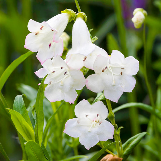 Penstemon 'Snowstorm'