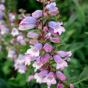 Penstemon 'Stapleford Gem'