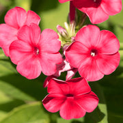 Phlox 'Famous Cerise'