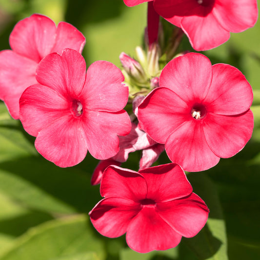 Phlox 'Famous Cerise'