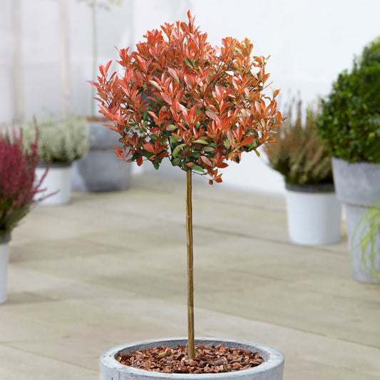 Photinia 'Chico' Patio Tree