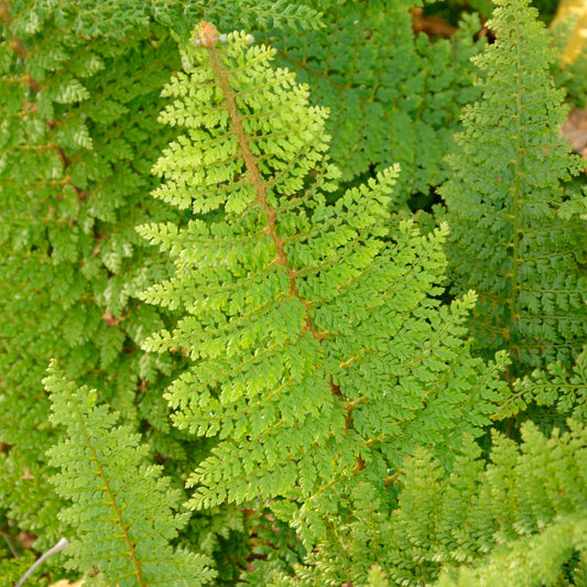 Polystichum 'Plumosum Densum'