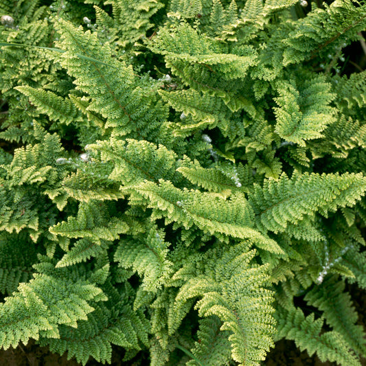 Polystichum 'Proliferum'