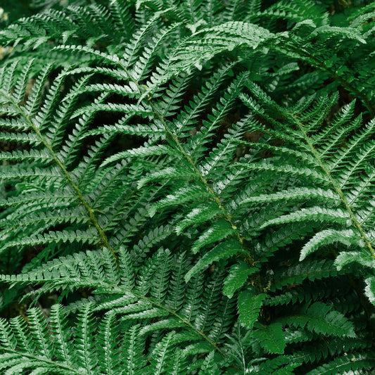 Polystichum neolobatum