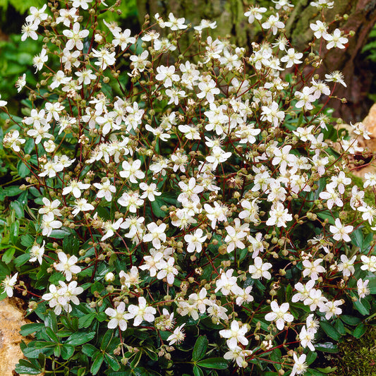 Potentilla 'Nuuk'