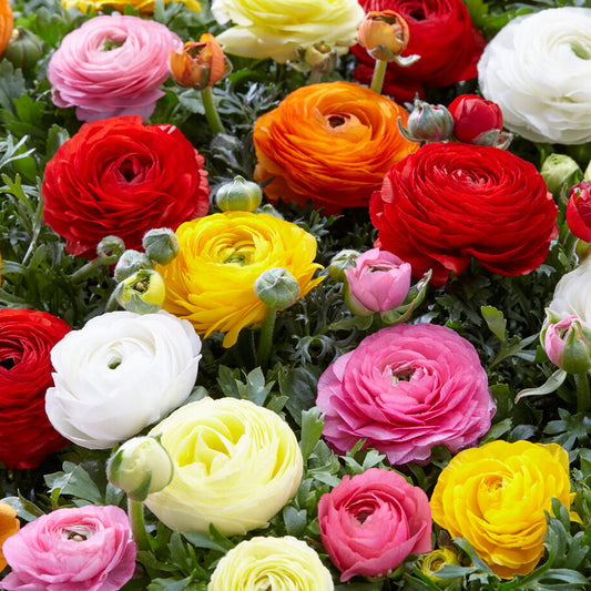 Ranunculus Mixed