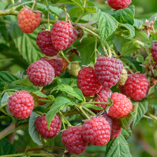 Raspberry 'Autumn Belle'