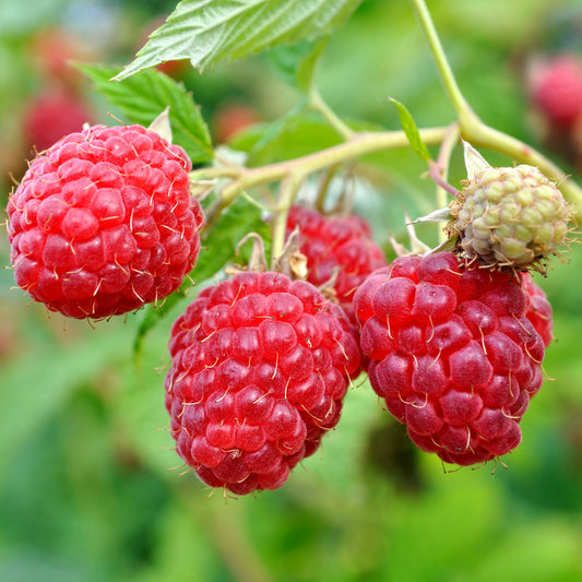 Raspberry 'Autumn Chef'