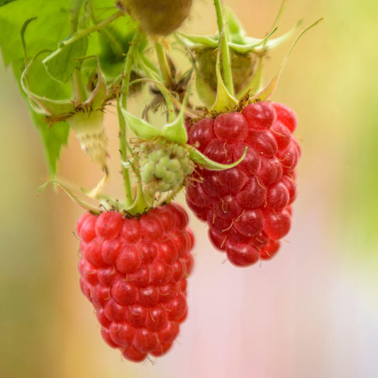 Raspberry 'Autumn Passion'