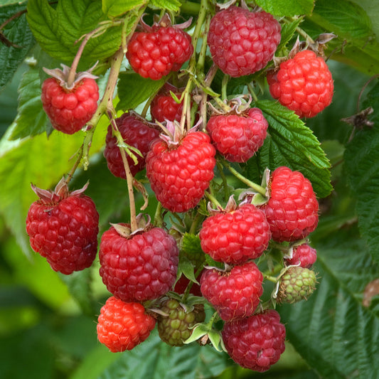 Raspberry 'Cascade Delight'