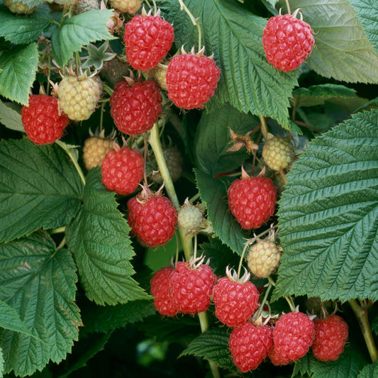 Raspberry 'Glen Ample'