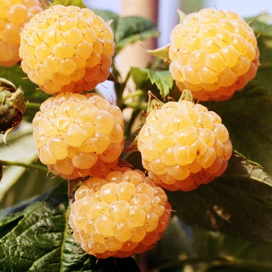 Raspberry 'Golden Bliss'