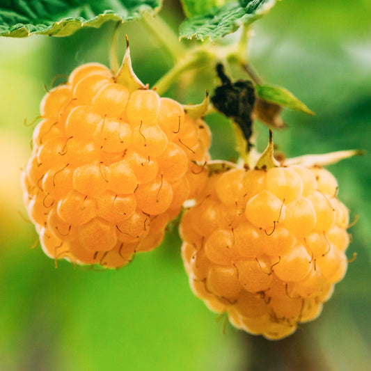 Raspberry 'Golden Everest'