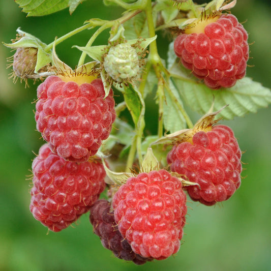 Raspberry 'Groovy'