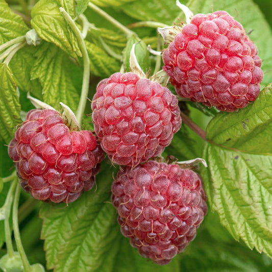 Raspberry 'Malling Promise'