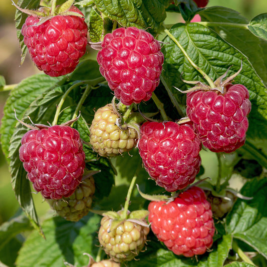 Raspberry 'Malling Admiral'