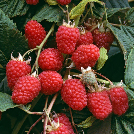 Raspberry 'Malling Jewel'