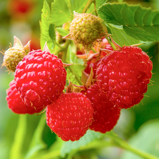 Raspberry 'Zeva'