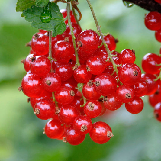 Redcurrant 'Rondom'