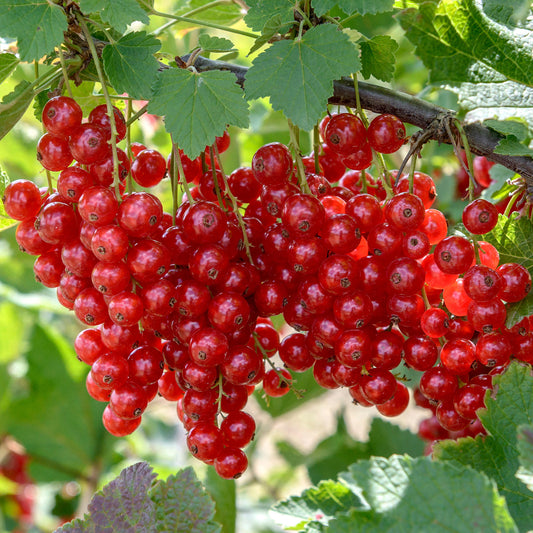 Redcurrant 'Rolan'