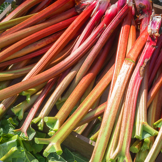 Rhubarb 'Ever Red'