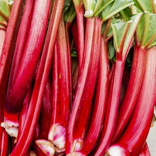 Rhubarb 'Raspberry Red'