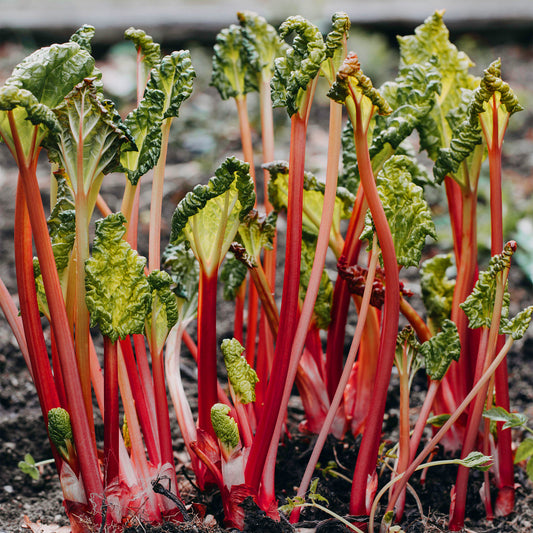 Rhubarb 'Goliath'