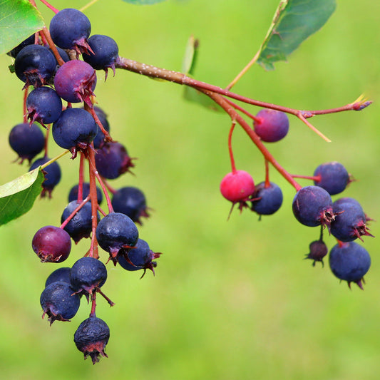 Saskatoon 'Honeywood'