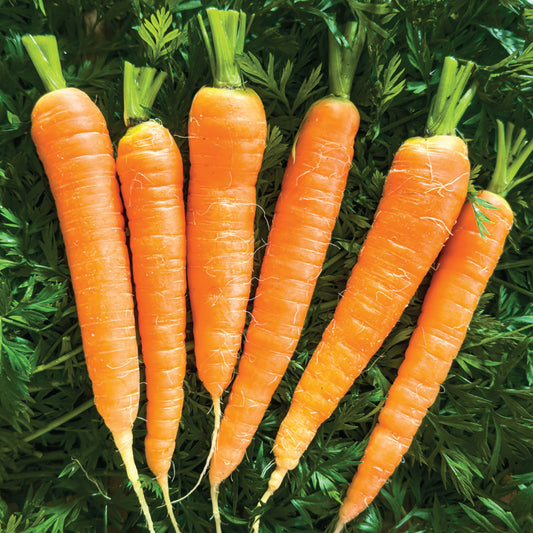 Carrot 'Autumn King 1'