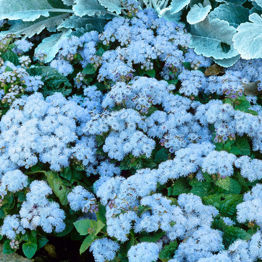 Ageratum 'Blue Ball'