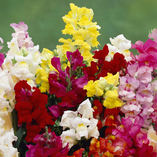 Antirrhinum 'Snap Happy' Mixed