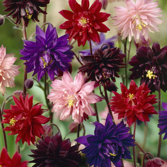 Aquilegia Barlow Mixed