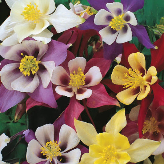 Aquilegia 'McKana's Giant'