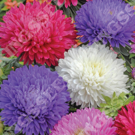 Aster 'Duchess Mixed'