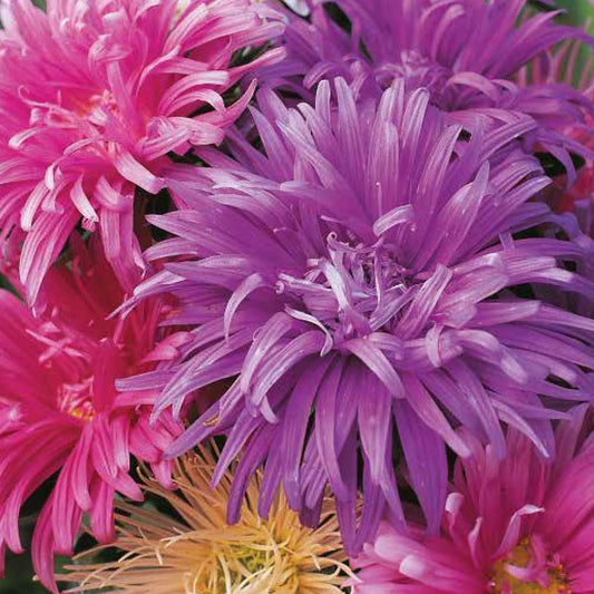 Aster 'Ostrich Plume'