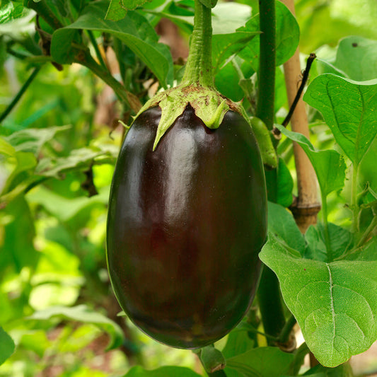 Aubergine 'Black Beauty'