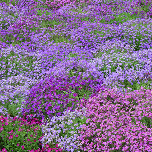 Aubrieta 'Spring Falls'