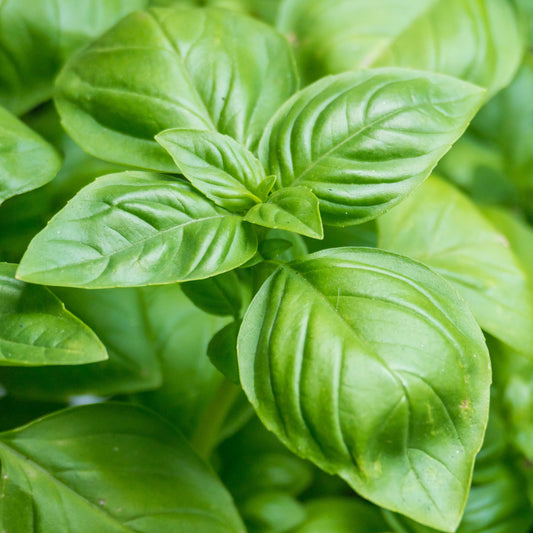 Basil 'Classic Italian'