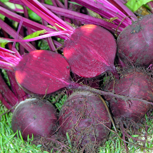 Beetroot 'Boltardy'